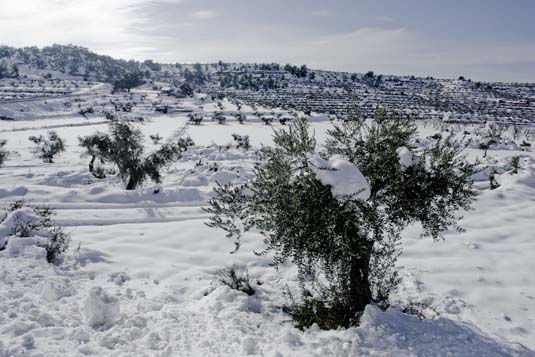 Els arbres van patir les nevades del passat hivern.
