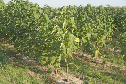 La planta utilitzaria com a combustible cultius energètics com la paulònia.