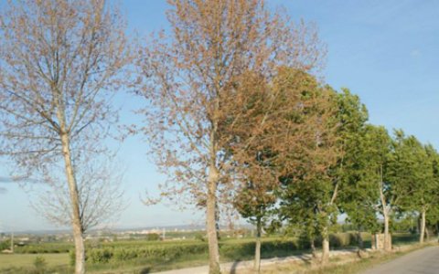 Les herbicidacions agressives acaben assecant arbres grans (foto: ADPN La Banqueta)