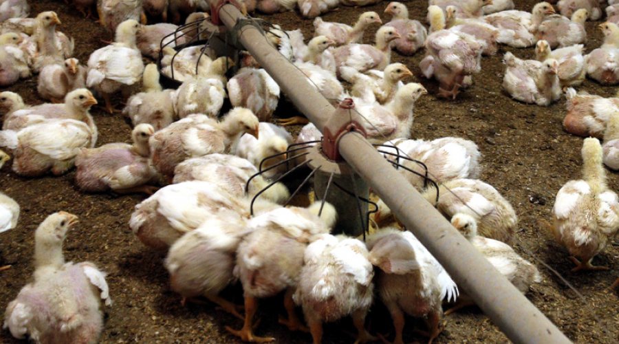 Explotació avícola de Ponent, en una imatge d'arxiu (Foto: Roger Segura/ACN)