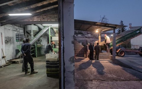 Descàrrega d'olives en una campanya de fa uns anys. (foto: Xavi Minguella)