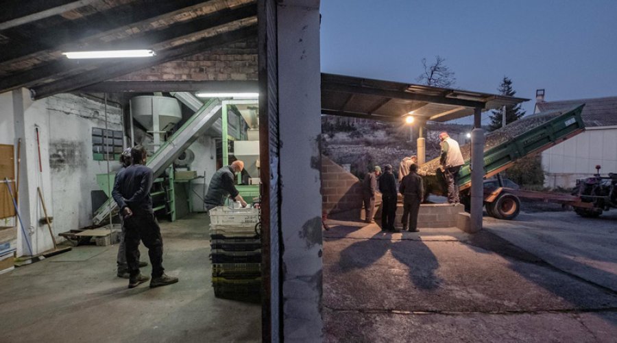 Descàrrega d'olives en una campanya de fa uns anys. (foto: Xavi Minguella)