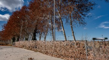 Efectes d'una ventada anterior a les Borges. (foto: X.M.)