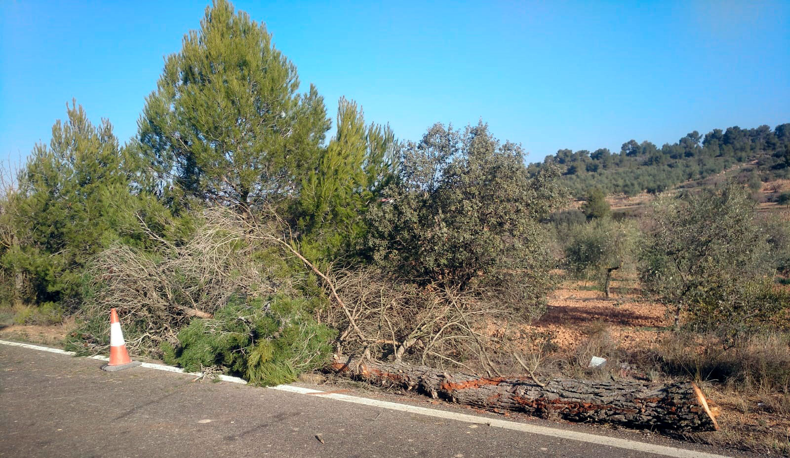 El pi que ha provocat l'accident entre la Granadella i Bellaguarda